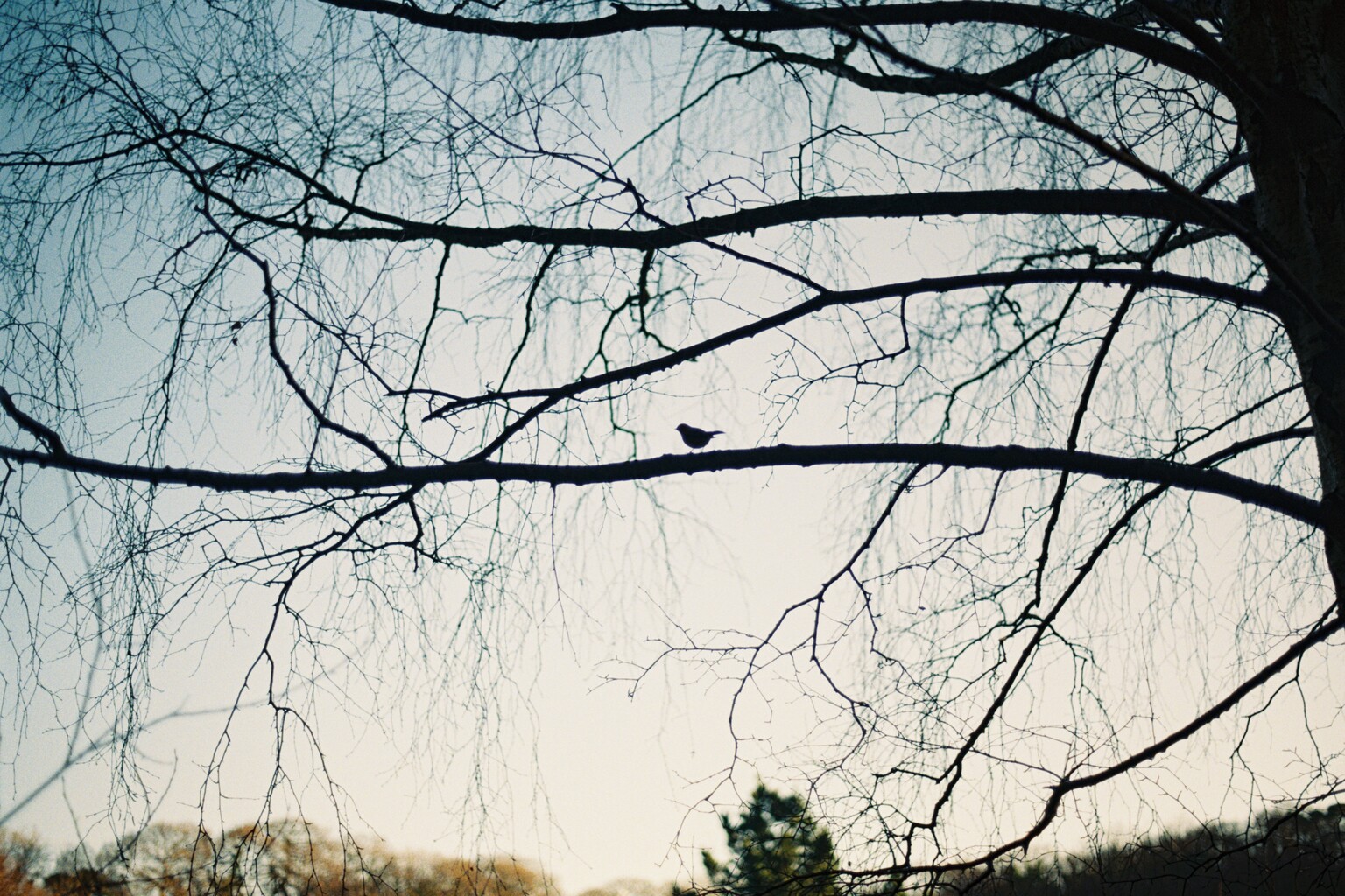 tweet tweet