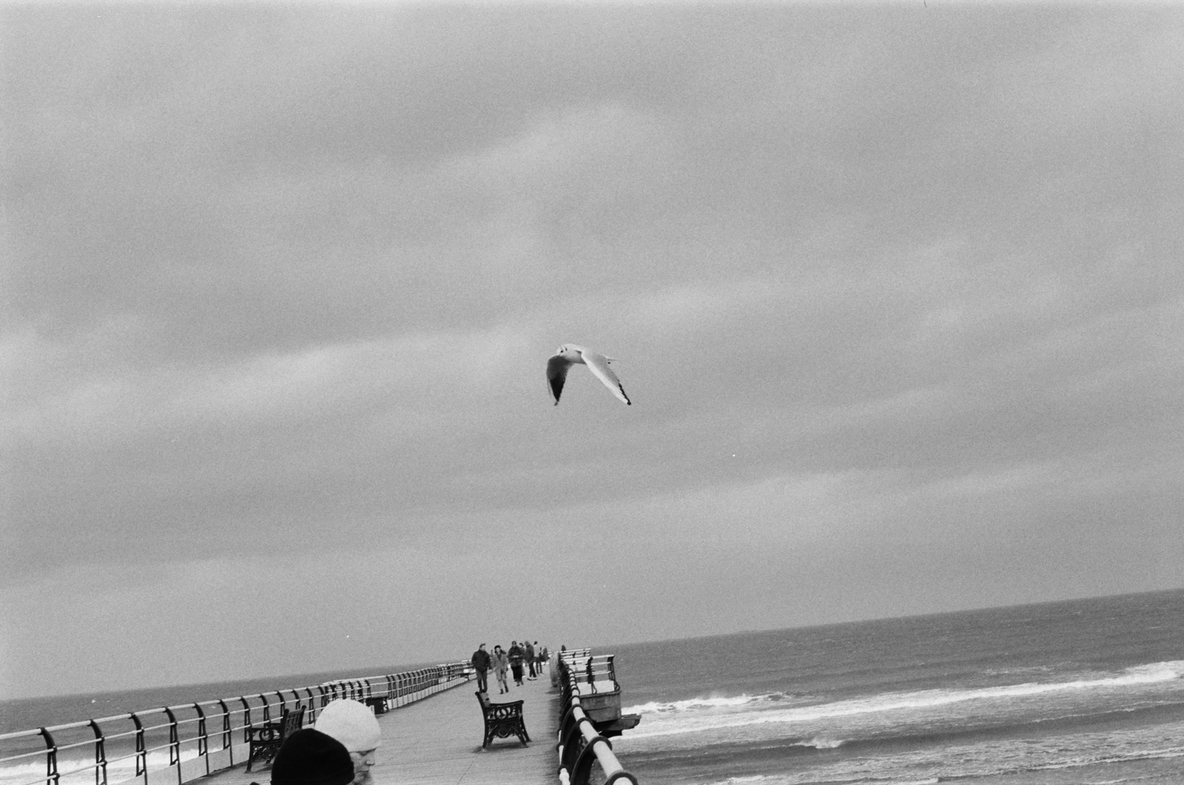 a hovering gull