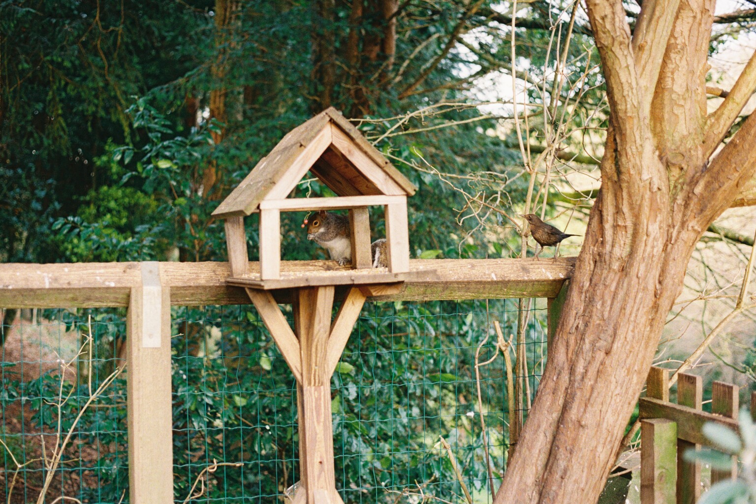 squirrel A