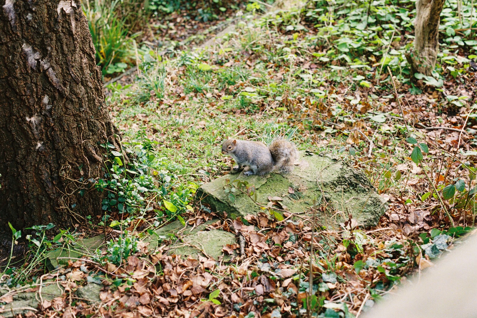 squirrel B